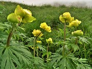 26 Trollius europaeus (Botton d'oro) in mezzo all'erba grondante di gocce d'acqua 